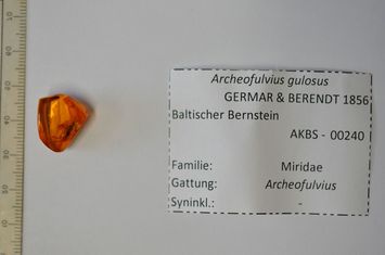 Vorschaubild Bernstein m. Archeofulvius